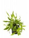 Helanthium bolivianum 'Magdalenensis'  - 1
