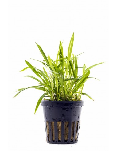 Helanthium tenellum  - 1