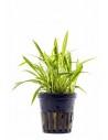 Helanthium tenellum  - 1
