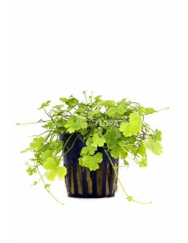 Hydrocotyle cf. tripartita  - 1