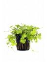 Hydrocotyle cf. tripartita  - 1