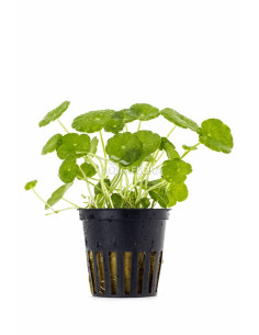 Hydrocotyle verticillata  - 1