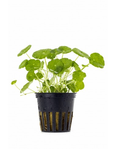 Hydrocotyle verticillata  - 1