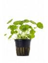 Hydrocotyle verticillata  - 1
