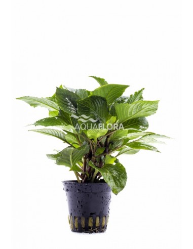 Hygrophila corymbosa 'Parvifolia Green'  - 1