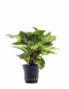 Hygrophila corymbosa 'Parvifolia Green'  - 1