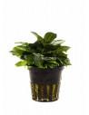 Hygrophila corymbosa 'Parvifolia'  - 1