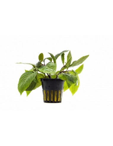 Hygrophila corymbosa 'Stricta'  - 1