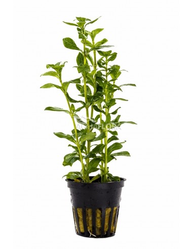 Hygrophila polysperma  - 1