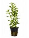 Hygrophila polysperma  - 1