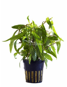 Hygrophila sp. 'Pantanal Wavy'  - 1