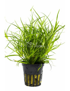 Juncus repens  - 1