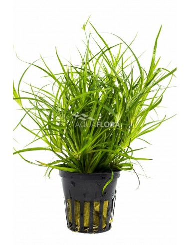 Juncus repens  - 1