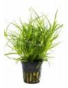 Juncus repens  - 1