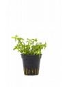Limnophila sp. 'Vietnam'  - 1