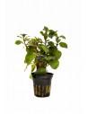 Ludwigia repens 'Mesacana'  - 1