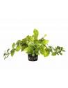 Ludwigia sp. 'Atlantis'  - 1