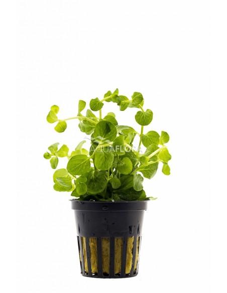 Lysimachia nummularia  - 1