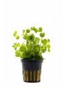 Lysimachia nummularia  - 1