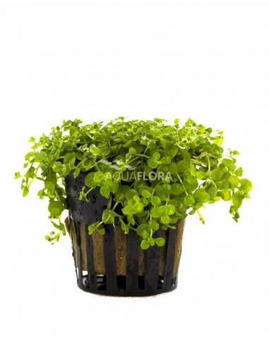 Micranthemum species 'Monte Carlo'  - 1