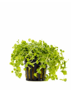 Micranthemum umbrosum  - 1
