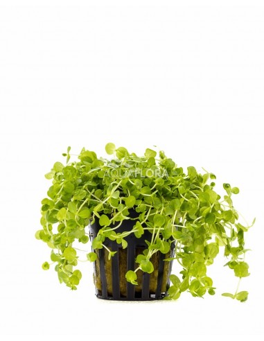 Micranthemum umbrosum  - 1