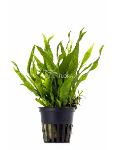 Microsorum pteropus 'Petit'  - 1