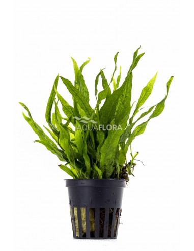 Microsorum pteropus 'Petit'  - 1