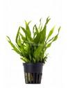 Microsorum pteropus 'Petit'  - 1