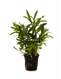 Pogostemon quadrifolius 'Octopus'  - 1
