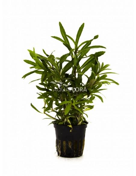 Pogostemon quadrifolius 'Octopus'  - 1