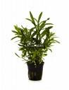 Pogostemon quadrifolius 'Octopus'  - 1