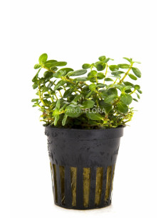 Rotala macrandra  - 1