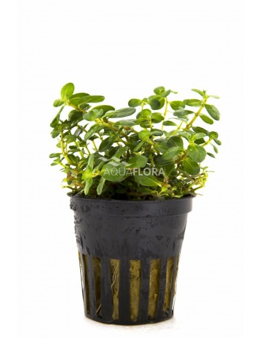 Rotala macrandra  - 1