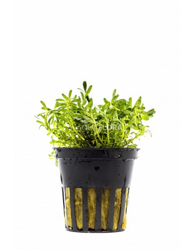 Rotala sp. 'Nanjenshan'  - 1
