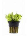Rotala sp. 'Nanjenshan'  - 1