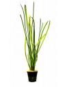 Vallisneria spiralis 'Leopard'  - 1