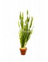 Vallisneria spiralis 'Torta'  - 1