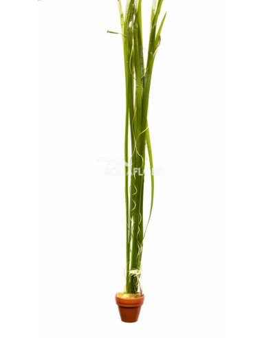 Vallisneria spiralis  - 1