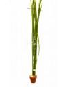 Vallisneria spiralis  - 1