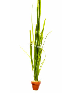 Vallisneria gigantea  - 1