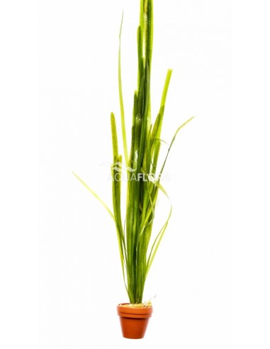 Vallisneria gigantea  - 1
