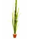 Vallisneria gigantea  - 1