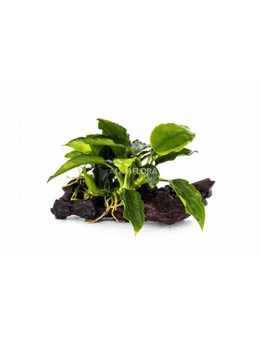 Anubias nano (5-7cm)  - 1