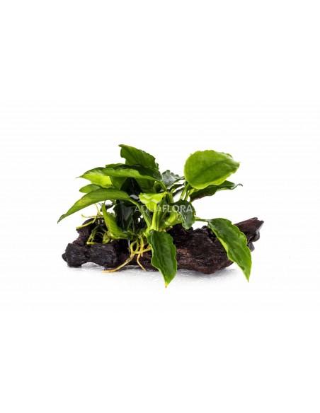 Anubias op kienhout nano (5-7cm)  - 1