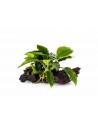 Anubias op kienhout nano (5-7cm)  - 1