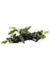 Anubias op kienhout L (31-40cm)  - 1