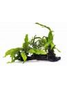 Microsorum op kienhout L (31-40cm)  - 1