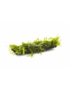 Plagiomnium affine (mousse) nano (5-7cm)  - 1
