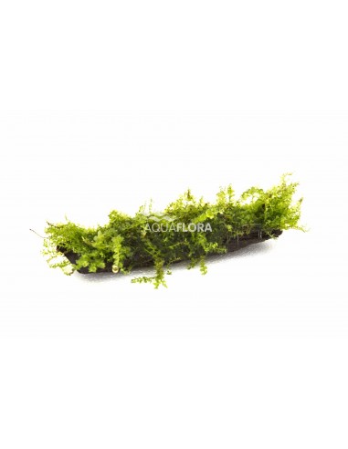 Plagiomnium affine (mousse) nano (5-7cm)  - 1